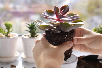 Florist replanting succulent, closeup