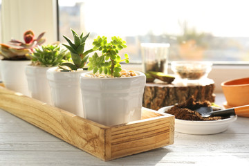 Florist concept. Replanting beautiful succulents on windowsill