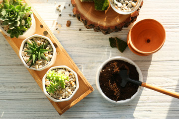 Florist concept. Replanting beautiful succulents on white wooden background