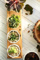 Florist concept. Replanting beautiful succulents on white wooden background