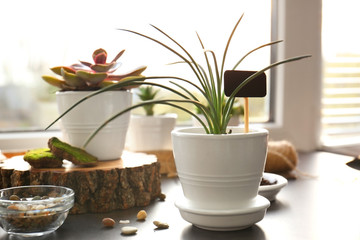 Beautiful houseplant on windowsill