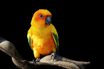 sun conure, beautiful yellow parrot bird