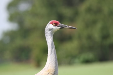 A zoomed-in look at the head of a sand hill crane and its red crown