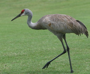 A sand hill crane stretches its legs and goes for a walk