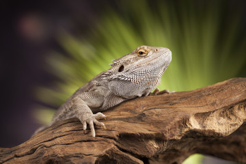 Lizard root, Bearded Dragon on green background
