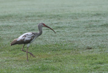 Ibis walking