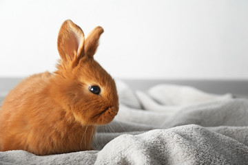 Fototapeta premium Cute red bunny on white blanket