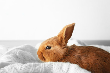 Fototapeta premium Cute red bunny on white blanket