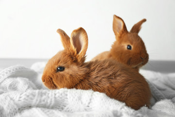 Two cute fluffy bunnies on white blanket