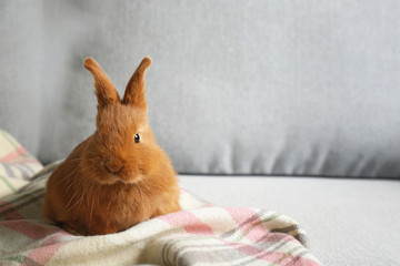 Fototapeta premium Śliczny czerwony króliczek siedzi na lekkim fotelu
