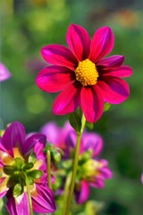 Obraz premium red flower