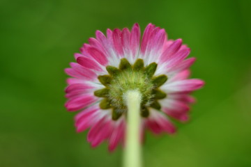 Obraz premium bottom view of a daisy flower