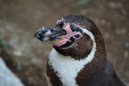 Humboldt penguin head