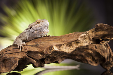 Lizard root, Bearded Dragon on black mirror background
