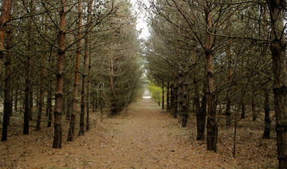 Naklejka premium Tree Line Pathway