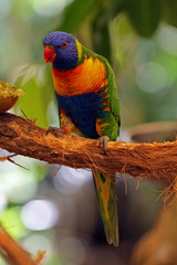 Rainbow Lorikeet