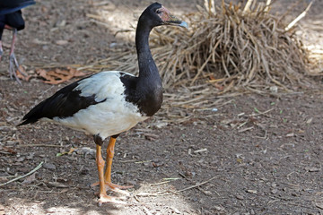 Magpie goose
