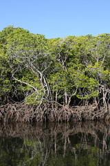 Fototapeta na wymiar edge of mangrove forest in Queensland