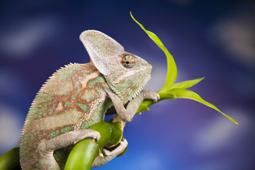 Green chameleon,lizard on blue sky background
