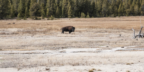 Wild Bison, buffalo in yellowstone