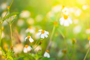 Grass flower causes the allergic symptoms