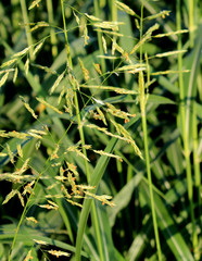 Macro seed dispersal