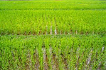 Obraz premium Cornfield in thailand