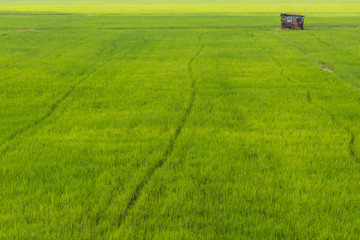 Fototapeta premium Cottage with green paddy.