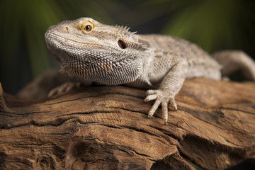 Lizard root, Bearded Dragon on green background