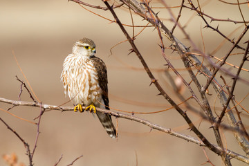 Merlin