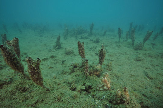 Spreading fields of pest club tunicate Styela clava on flat muddy bottom of Mahurangi Harbour.