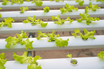 Hydroponic  lettuce farm in green house