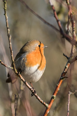 European Robin, Erithacus rubecula, Robin, Birds