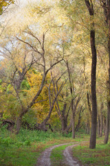 path through the forest