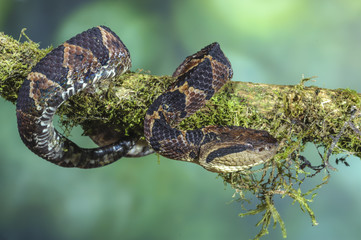 Fer-de-lance Costa Rica