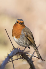 European Robin, Erithacus rubecula, Robin, Birds