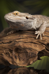 Agama bearded, pet on black background, reptile
