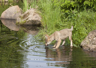 Wolf Puppy Drinking from Lake with Reflection