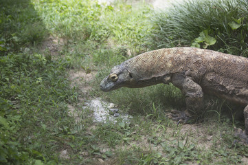 Komodo Dragon
