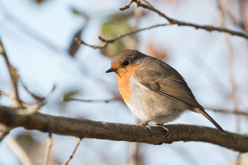 European Robin, Erithacus rubecula, Robin, Birds