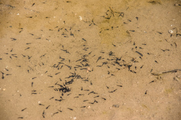 Tadpoles and eggs in a river