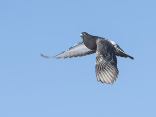 Flying Pigeon