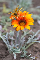 Gerbera orange