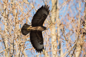 Common Buzzard, Buteo buteo