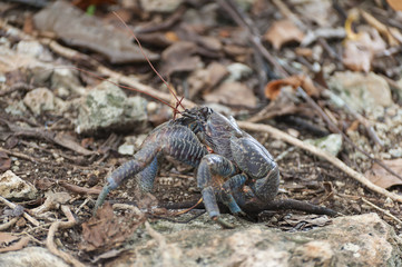 Coconut Crab. The coconut crab (Birgus latro) is a species of terrestrial hermit crab, also known as the robber crab or palm thief. It is the largest land-living arthropod in the world.