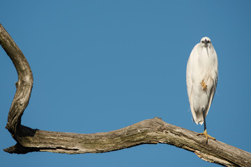 Little Egret, Heron, Egretta Garzetta