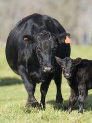 Black Angus Cow and Calf