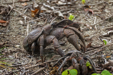 Coconut Crab. The coconut crab (Birgus latro) is a species of terrestrial hermit crab, also known as the robber crab or palm thief. It is the largest land-living arthropod in the world.
