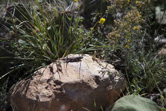 Sagebrush Lizard