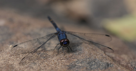 Blue dragonfly on stone in Cambodia